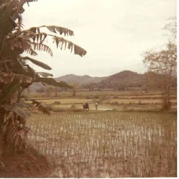 Water buffalo in rice paddies